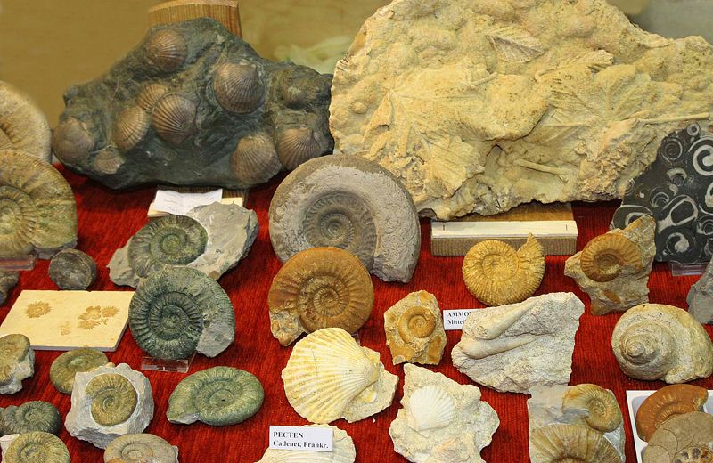 Einige Fossilien auf der Mineralien und Fossiliensammlerbörse 