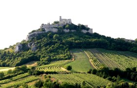 Burgruine Falkenstein auf einem bewaldeten H&uuml;gel mit Weinbergen im Vordergrund.