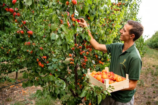 Schonend &amp; mit großer Sorgfalt geerntet,, © Weinviertel Tourismus / Herbst