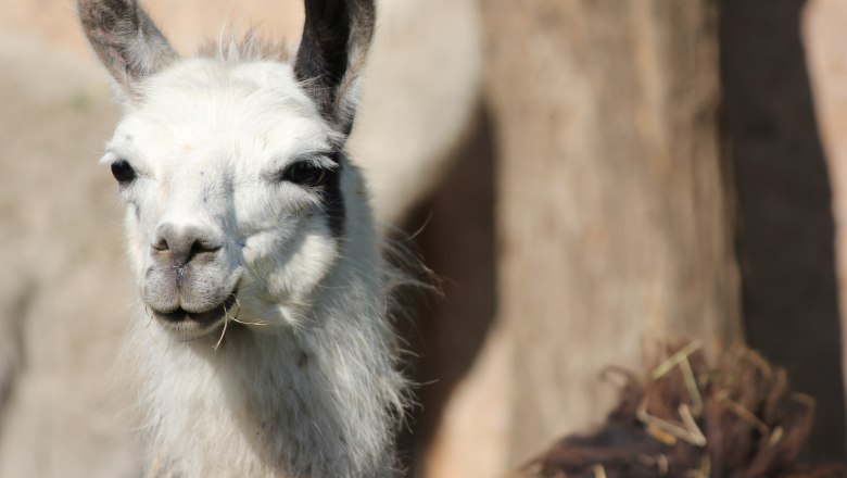 Nahaufnahme eines wei&szlig;en Lamas mit dunklen Ohren, das in die Kamera schaut.