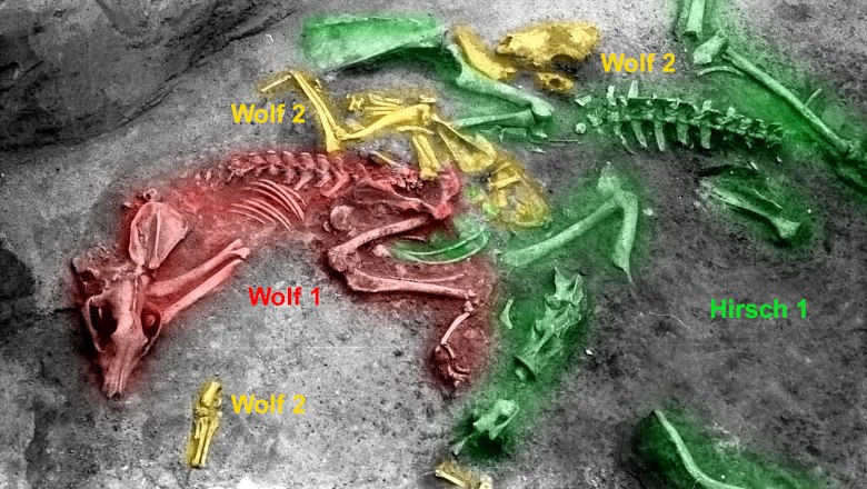 Rest eines bronzezeitlichen Zoos? Hirsch- und Wolfsskelette auf der Ausgrabung, © Landessammlungen Niederösterreich; Bearbeitung: Erich Pucher