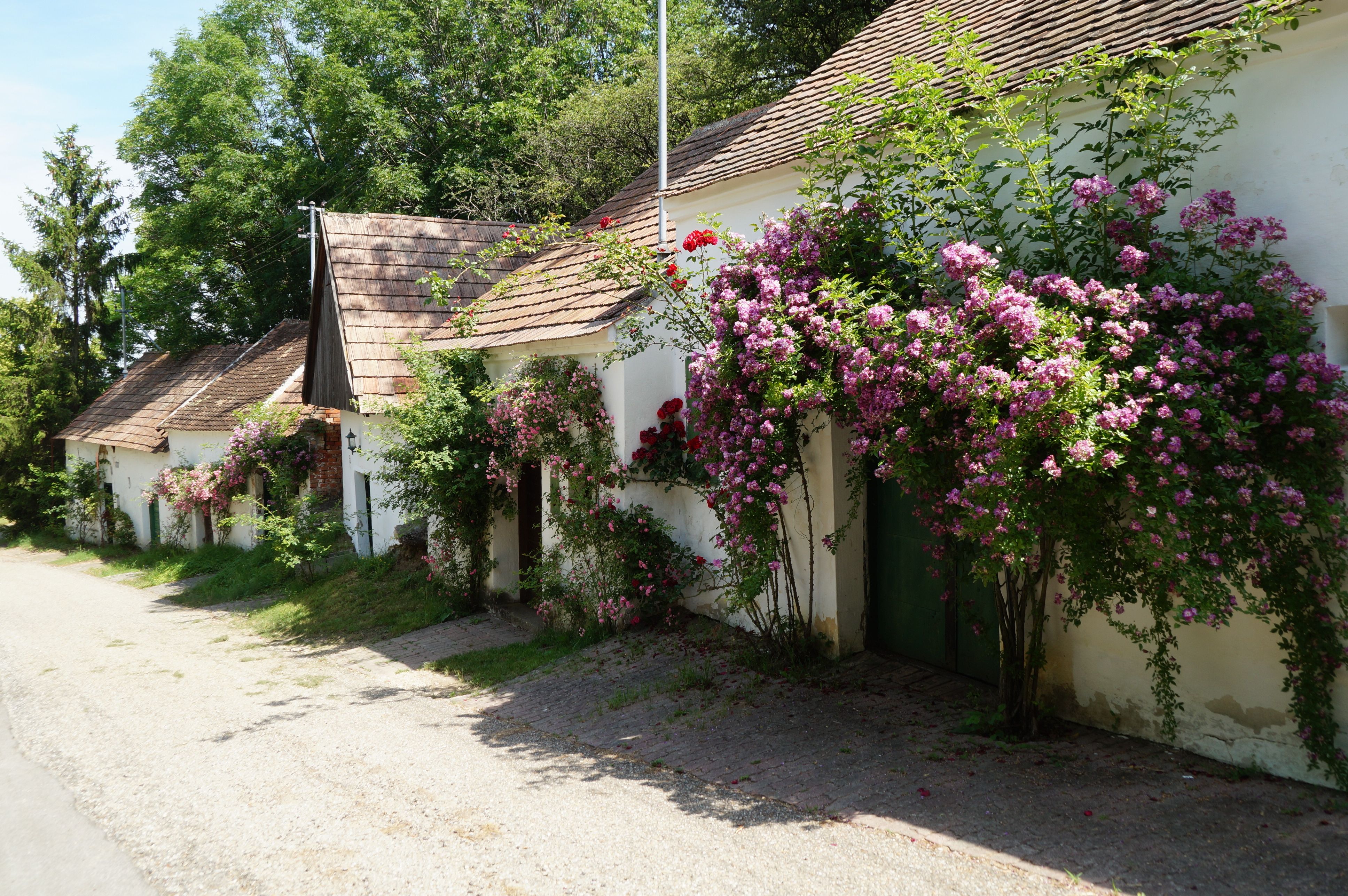 Reihen von kleinen weißen Häusern mit blühenden Rosen an den Fassaden.