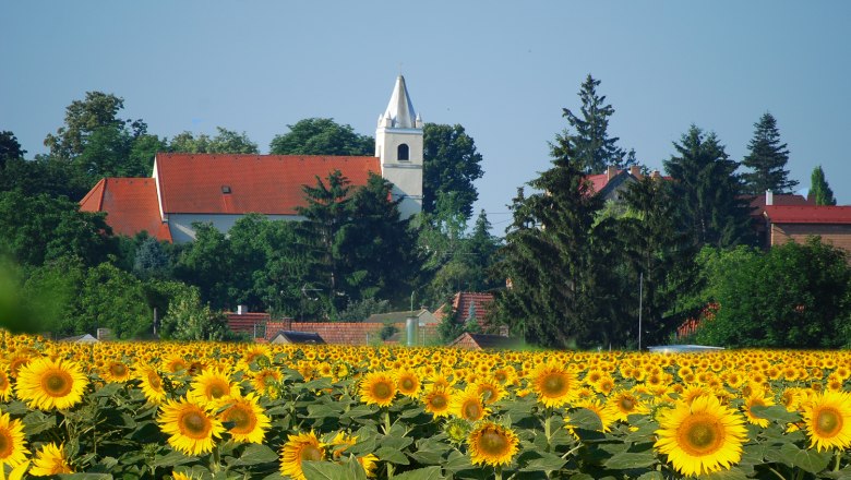Eine Kirche mit rotem Dach und Turm im Hintergrund, umgeben von Bäumen, vor einem großen Sonnenblumenfeld.
