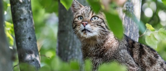 Wildkatzen, © NP Thayatal / C. Ebner