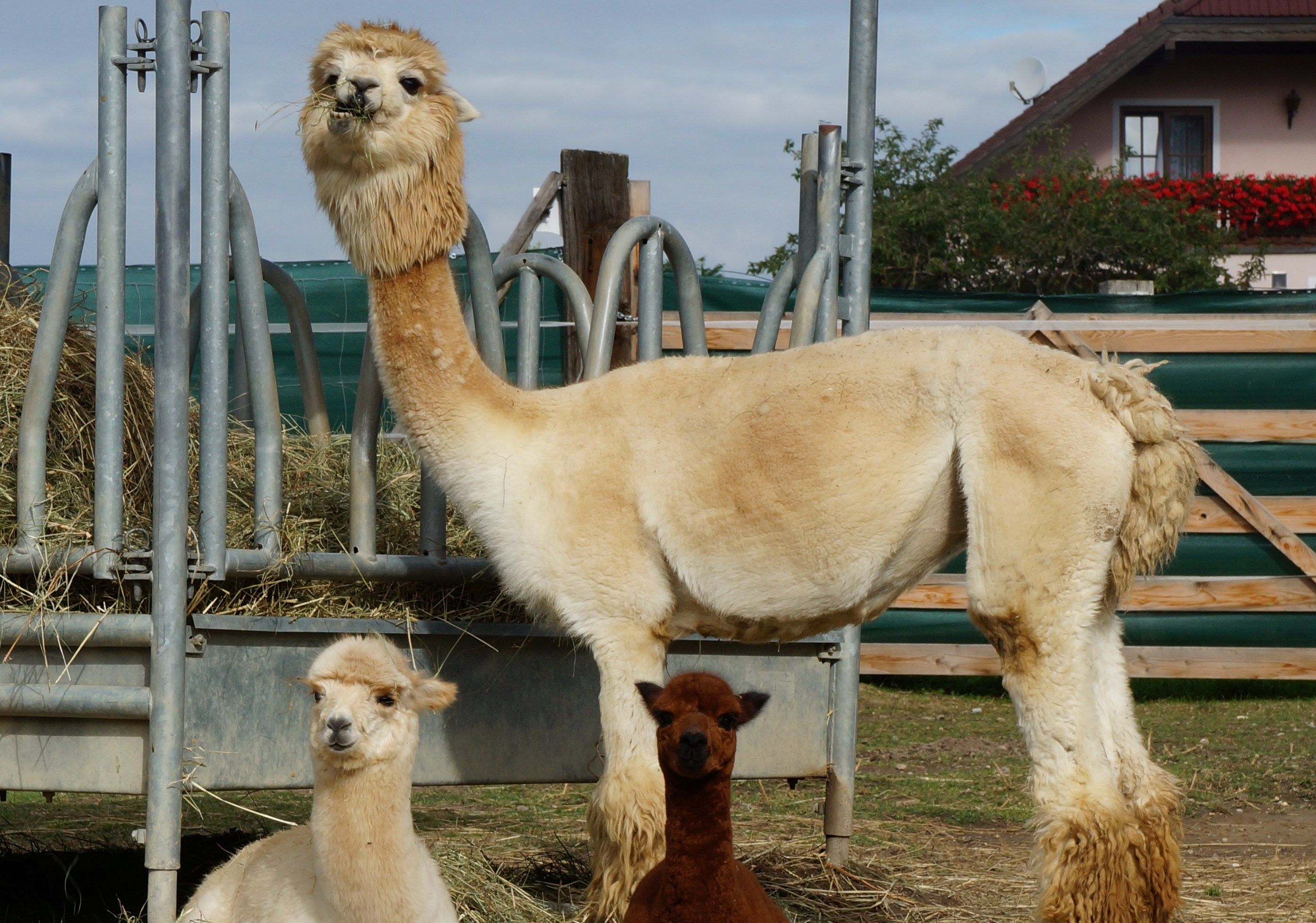 Drei Alpakas auf einem Bauernhof, eines stehend und zwei sitzend, mit einem Haus im Hintergrund.