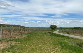 Weinberge mit einem Weg und einem Baum unter blauem Himmel mit Wolken.