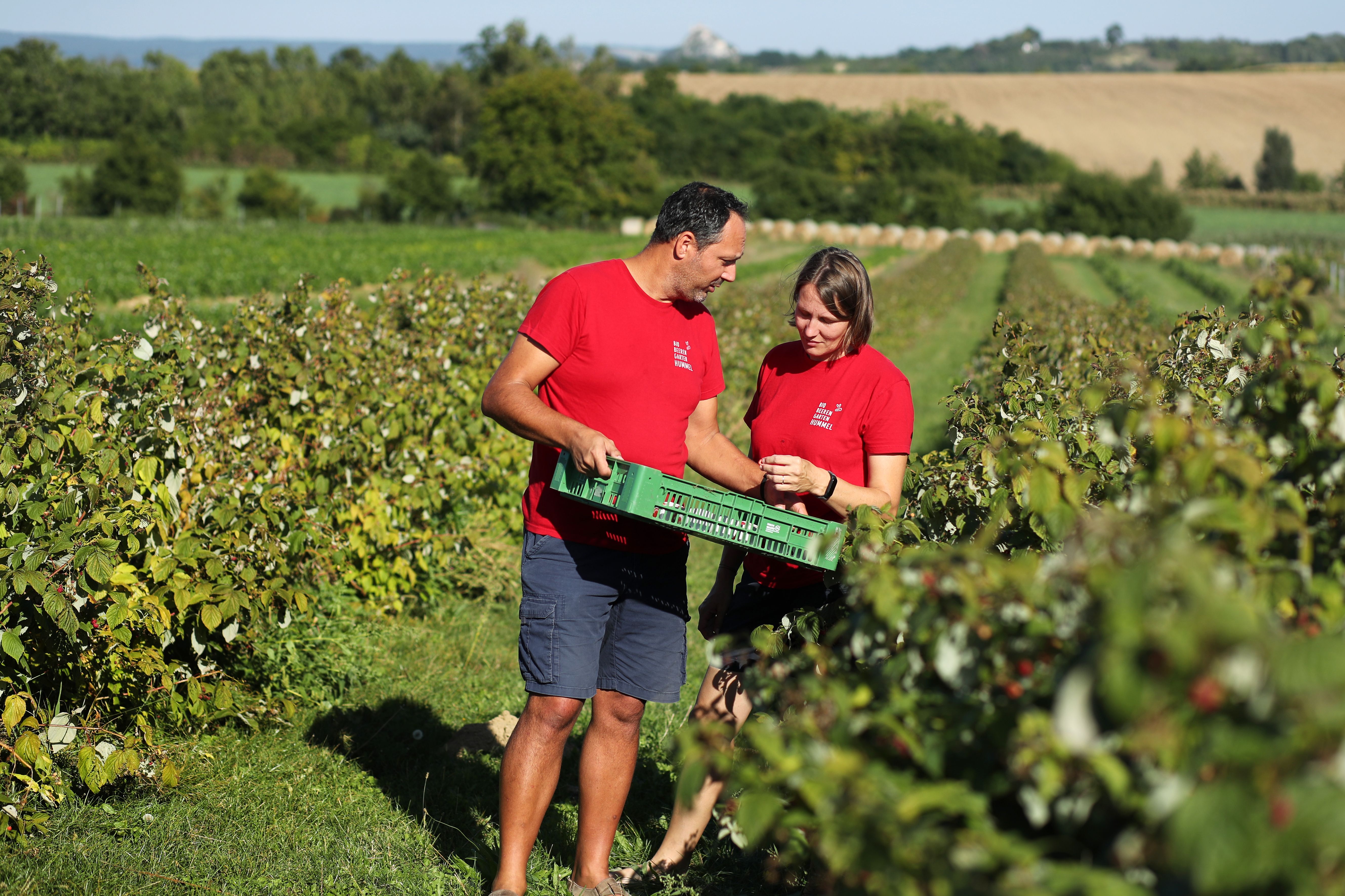 Zwei Personen in roten T-Shirts ernten Himbeeren auf einem Feld.