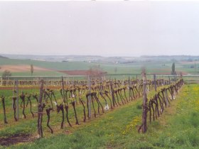 Durch Weingärten wandern, © Gemeinde Gaweinstal