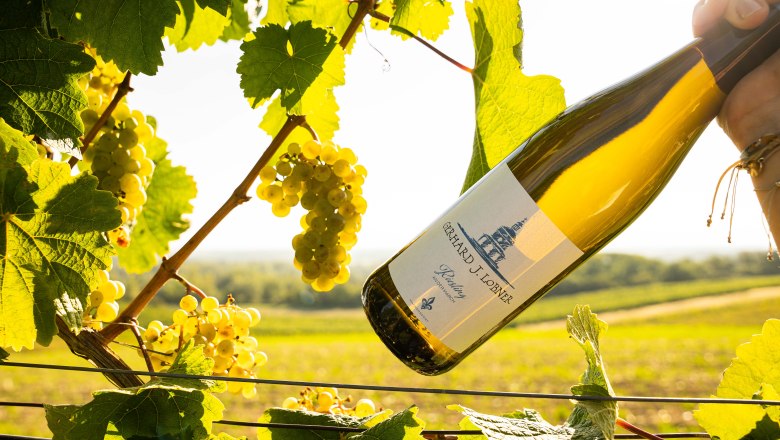 Weinflasche in einem Weinberg mit Trauben und Bl&auml;ttern im Sonnenlicht.