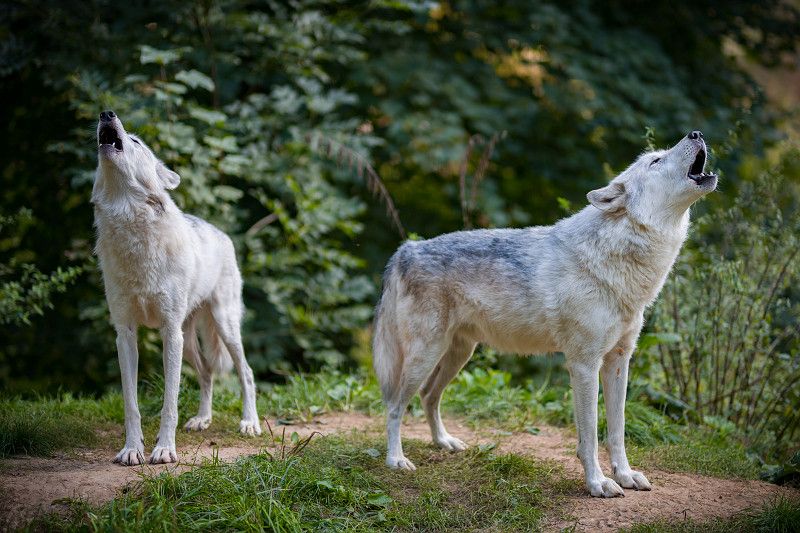 Howl Night