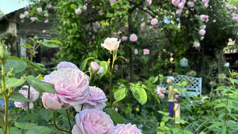 Ein bl&uuml;hender Cottage-Garten mit rosa Rosen und einer wei&szlig;en Gartenbank im Hintergrund.