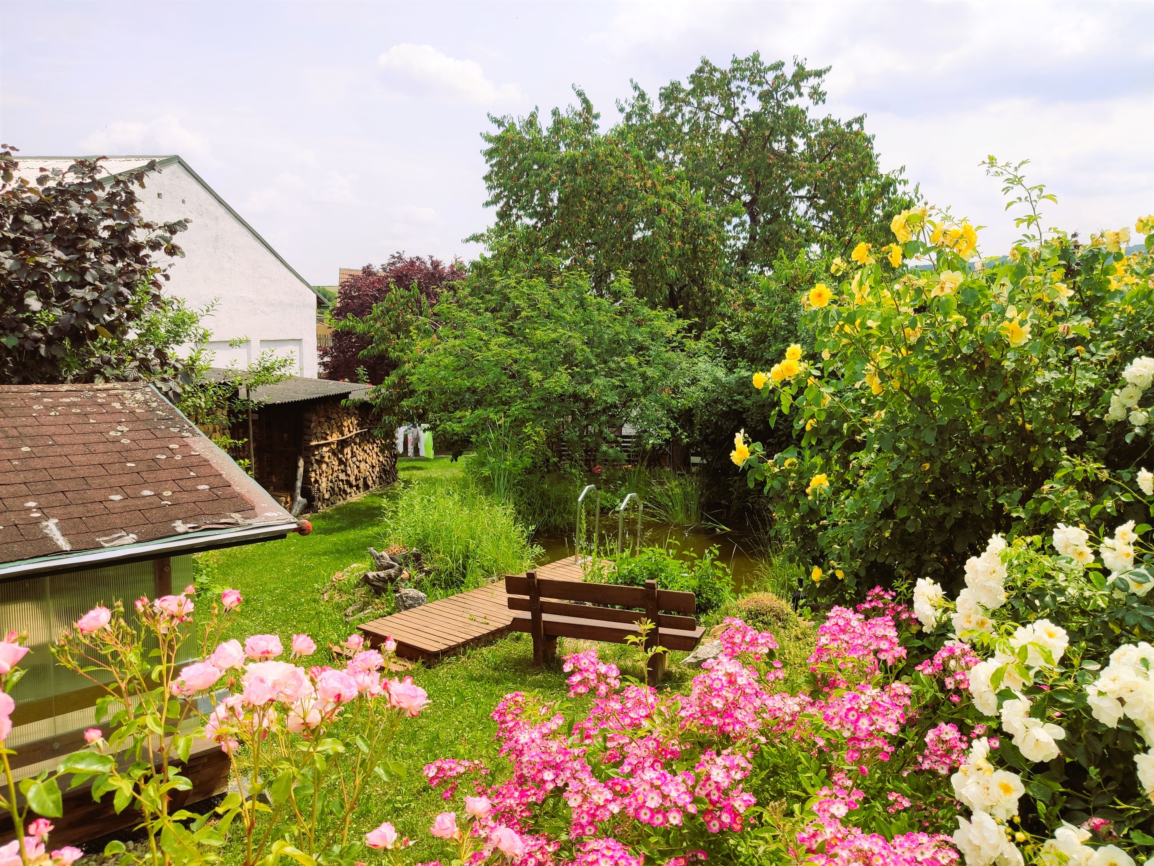 Záhrada s farebnými ružami, malým jazierkom a stromami v pozadí.