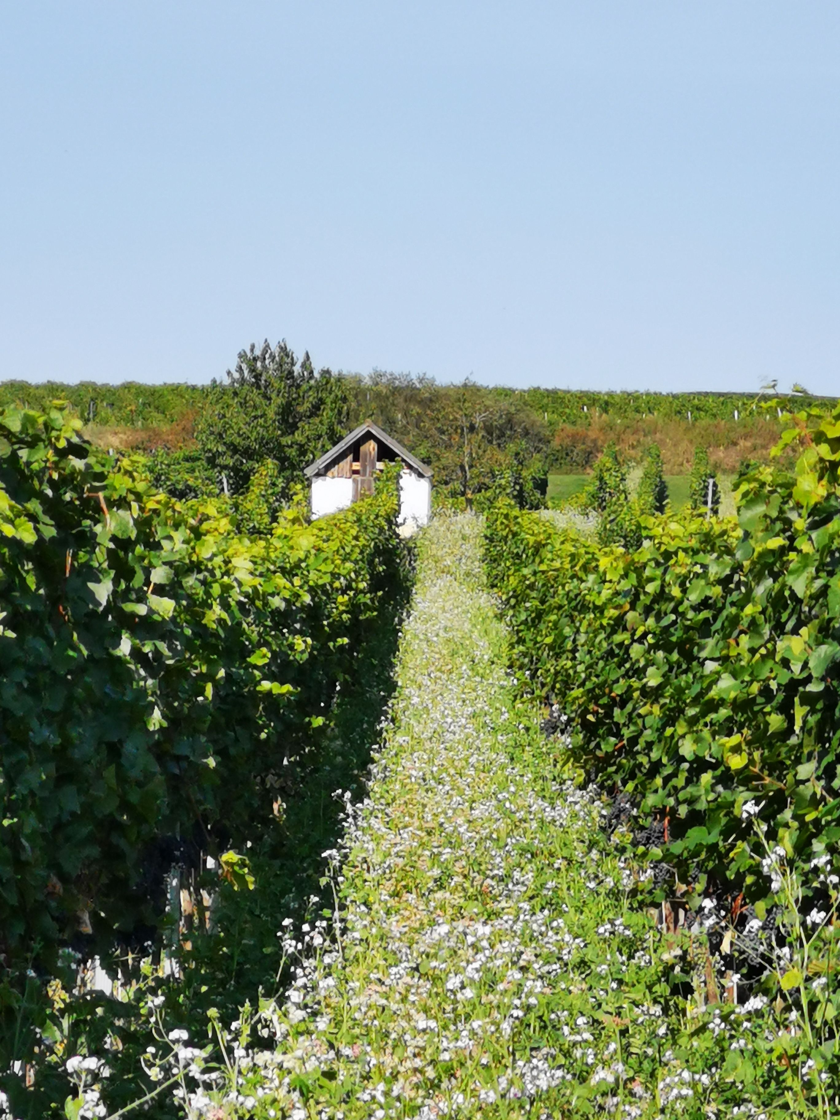 Weinberg mit Hiatahütte am Ende eines mit Blumen bewachsenen Pfades.