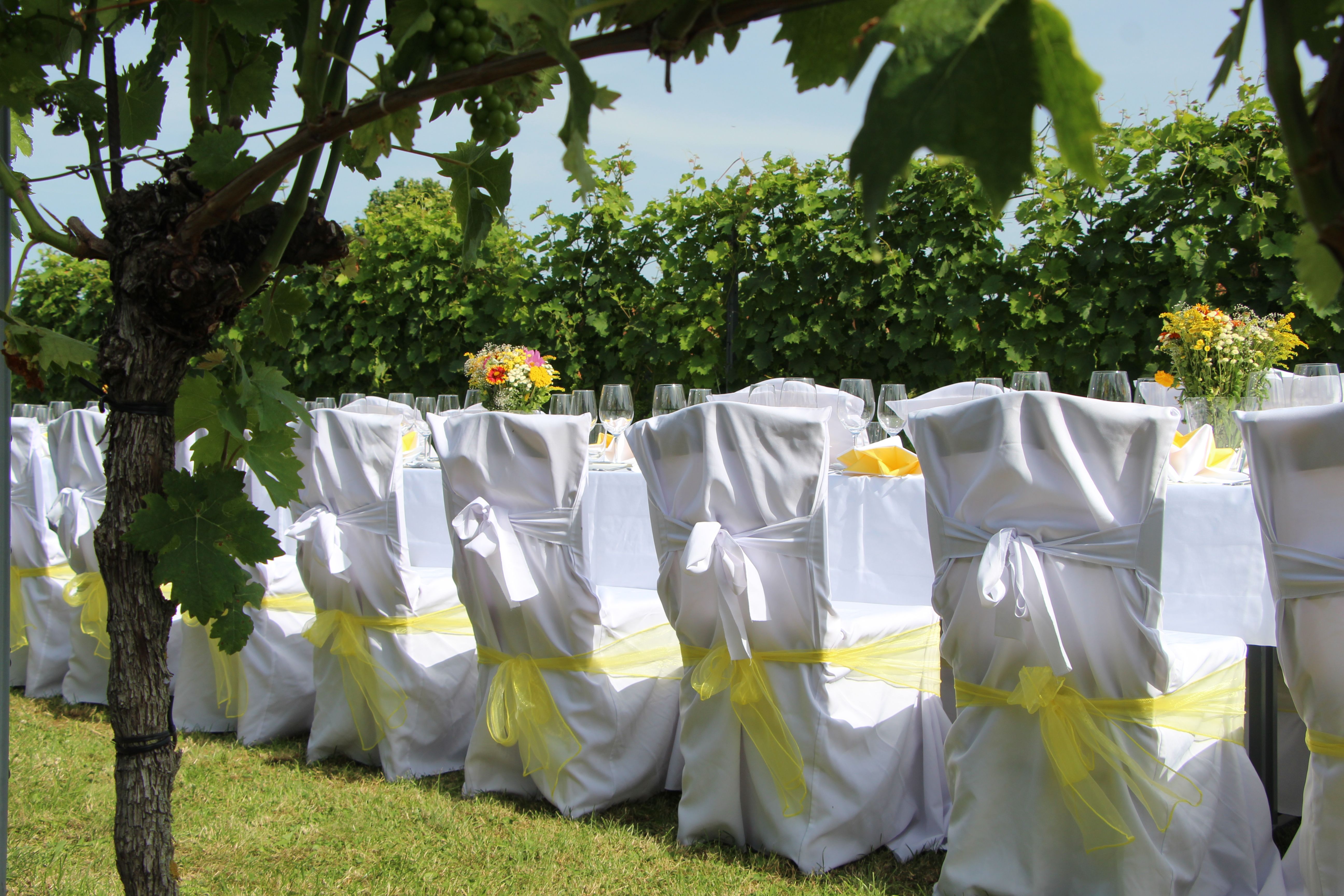 Gedeckter Tisch im Freien mit weißen Stuhlhussen und gelben Schleifen, umgeben von Weinreben.