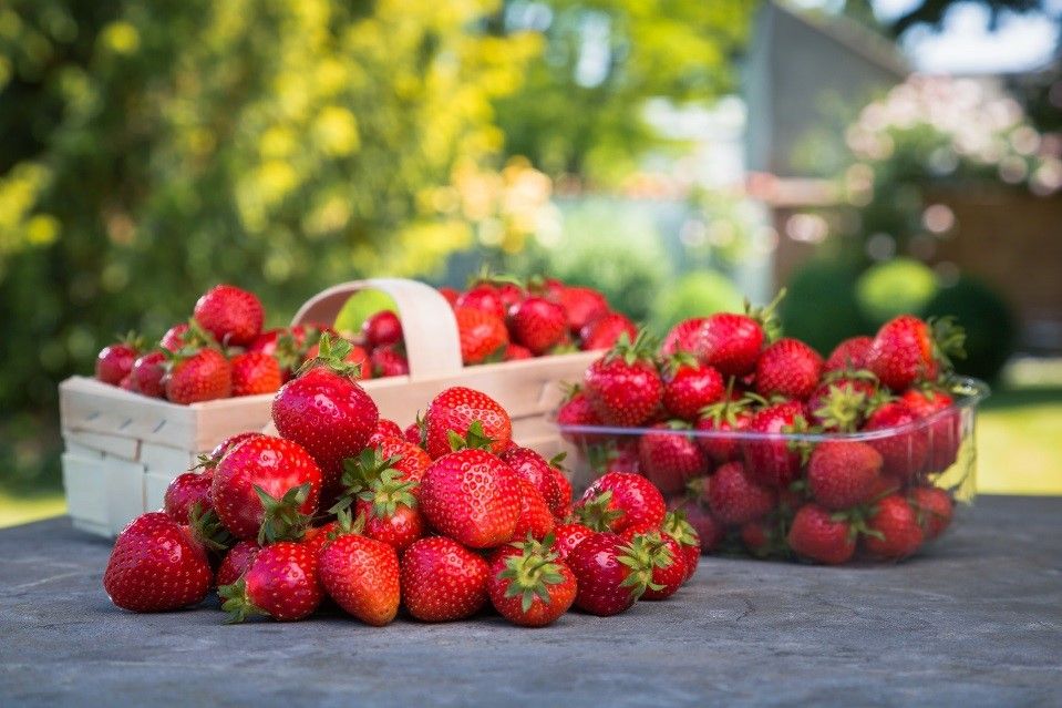 Frische Erdbeeren in einem Korb und einer Schale auf einem Tisch im Freien.