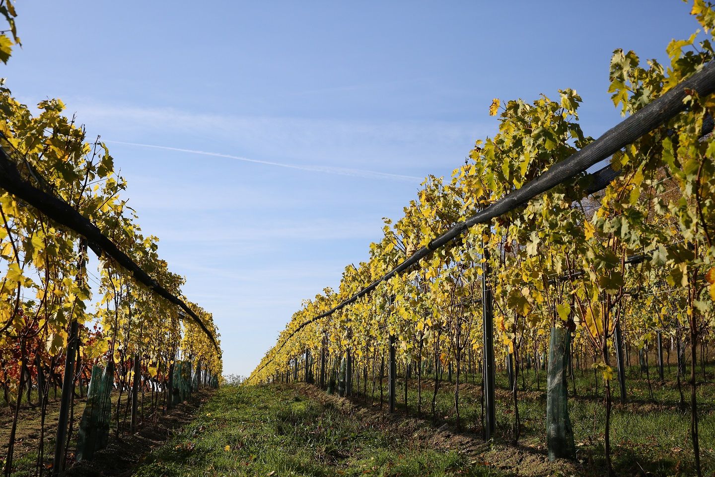 Weinreben in einem Weingarten mit blauem Himmel im Hintergrund.