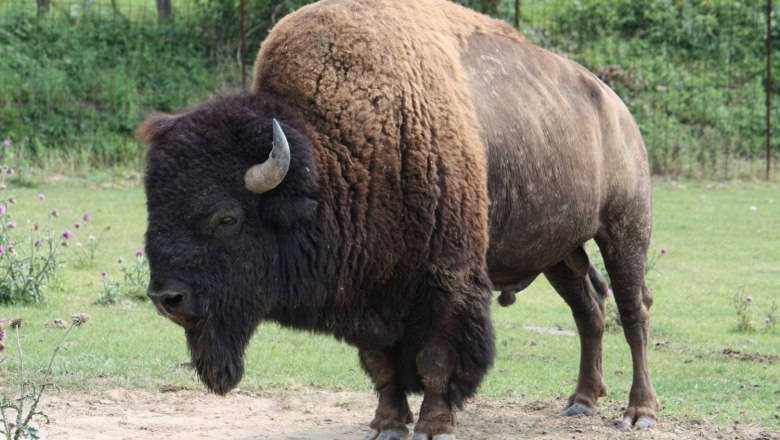 Ein Bison steht auf einer Wiese mit grünem Gras und einigen Blumen im Hintergrund.