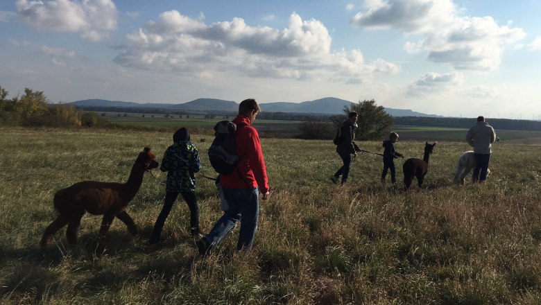 Menschen führen Alpakas über ein Feld bei sonnigem Wetter.