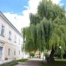 Large tree next to a yellow building with blue sky in the background.