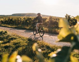 Weinradrouten erkunden, © Niederösterreich Werbung / Romeo Felsenreich
