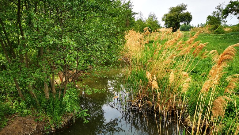 A small stream with reeds and trees on its banks in a green landscape.