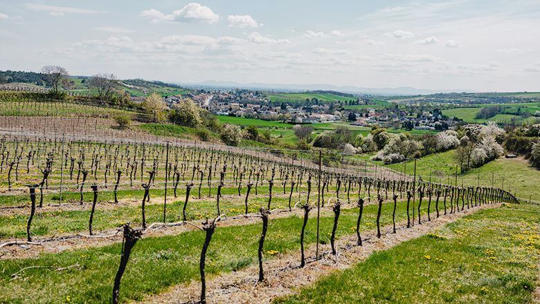 Vineyards in the Zaya valley with a view of a village and green hills in the background.