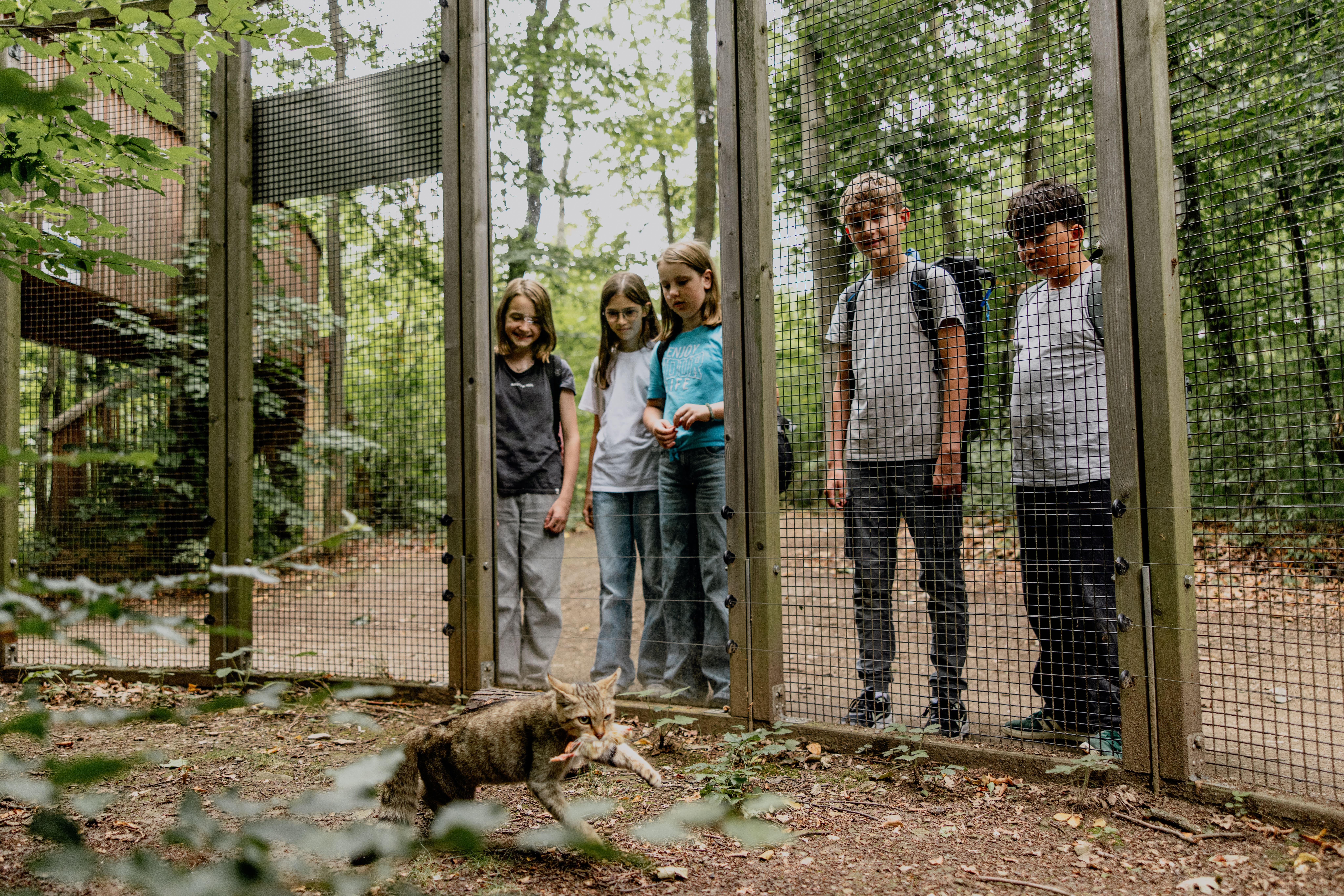 Kinder stehen an einem Gitterzaun in der Wildkatzenanlage und beobachten eine Wildkatze mit Beute im Vordergrund.