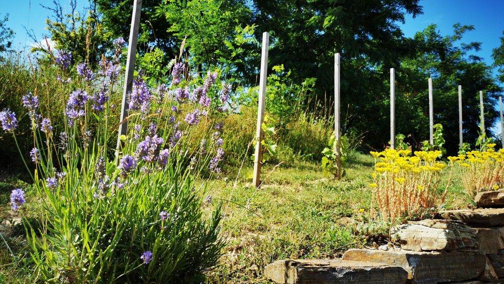 Lavender and yellow flowers in a vineyard with wooden poles and trees in the background.