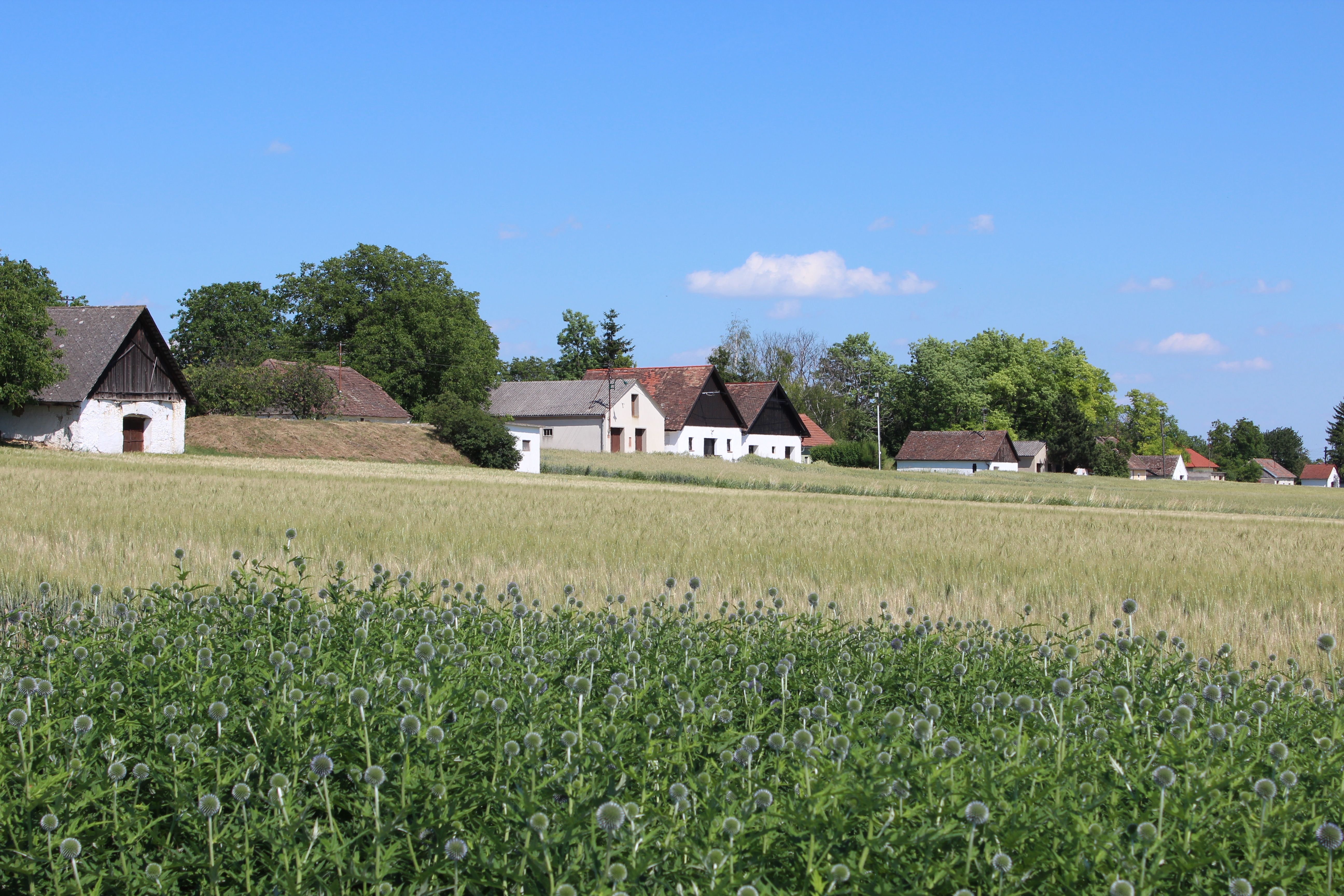 Eine ländliche Szene mit traditionellen Gebäuden und einem Feld im Vordergrund unter einem klaren blauen Himmel.