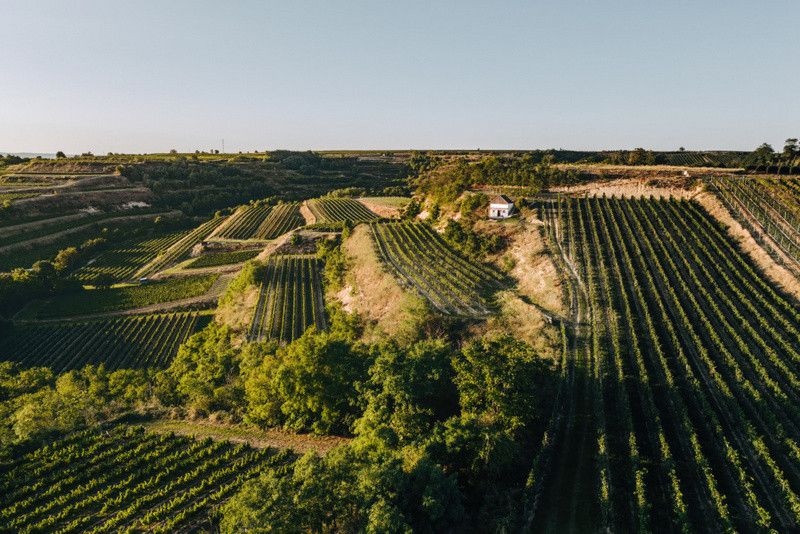 Ausblick vom Kellerstöckl - Weingut Norbert Bauer