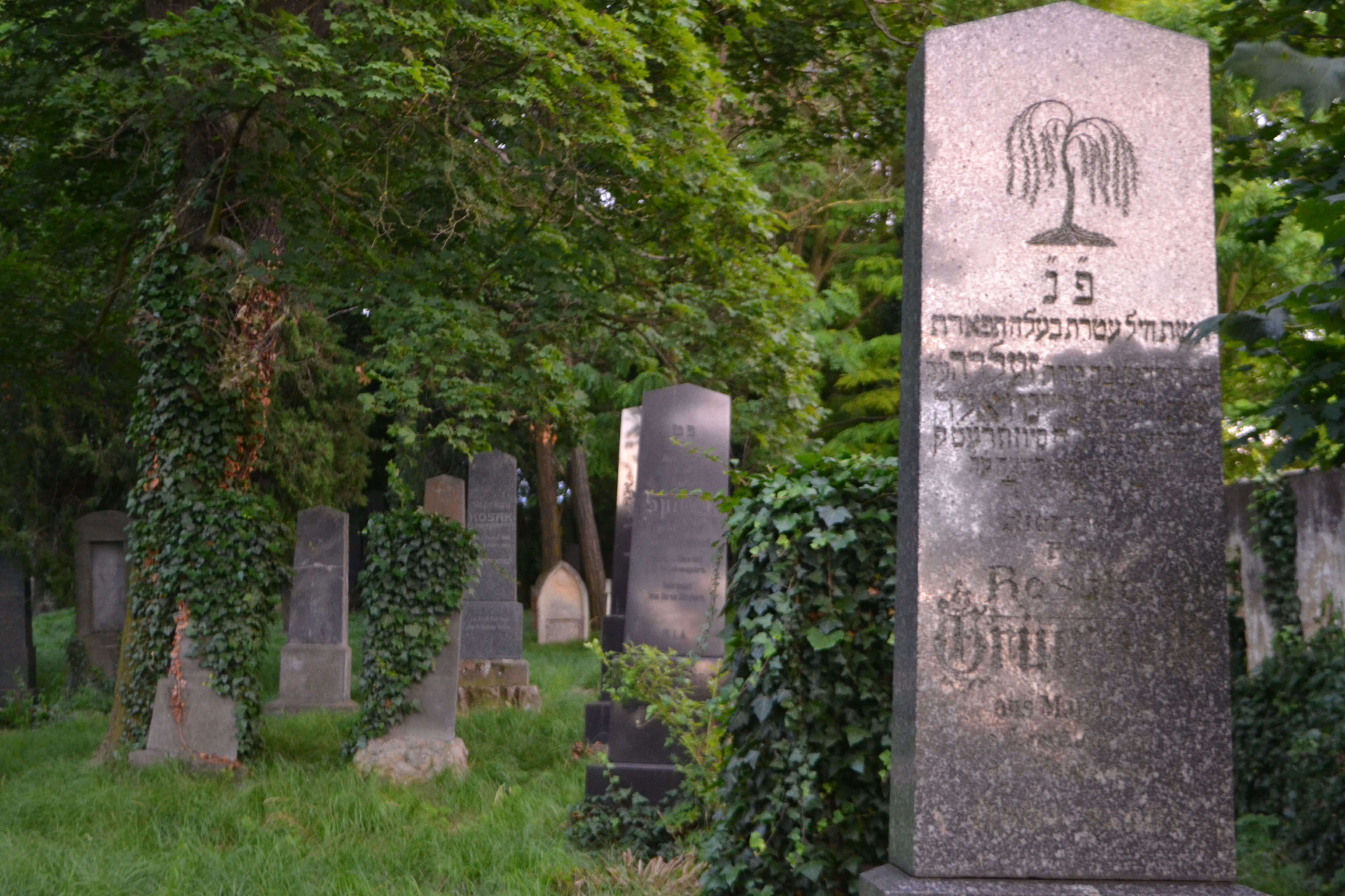 Jüdischer Friedhof in Hollabrunn mit alten Grabsteinen und Efeu bewachsenen Bäumen.