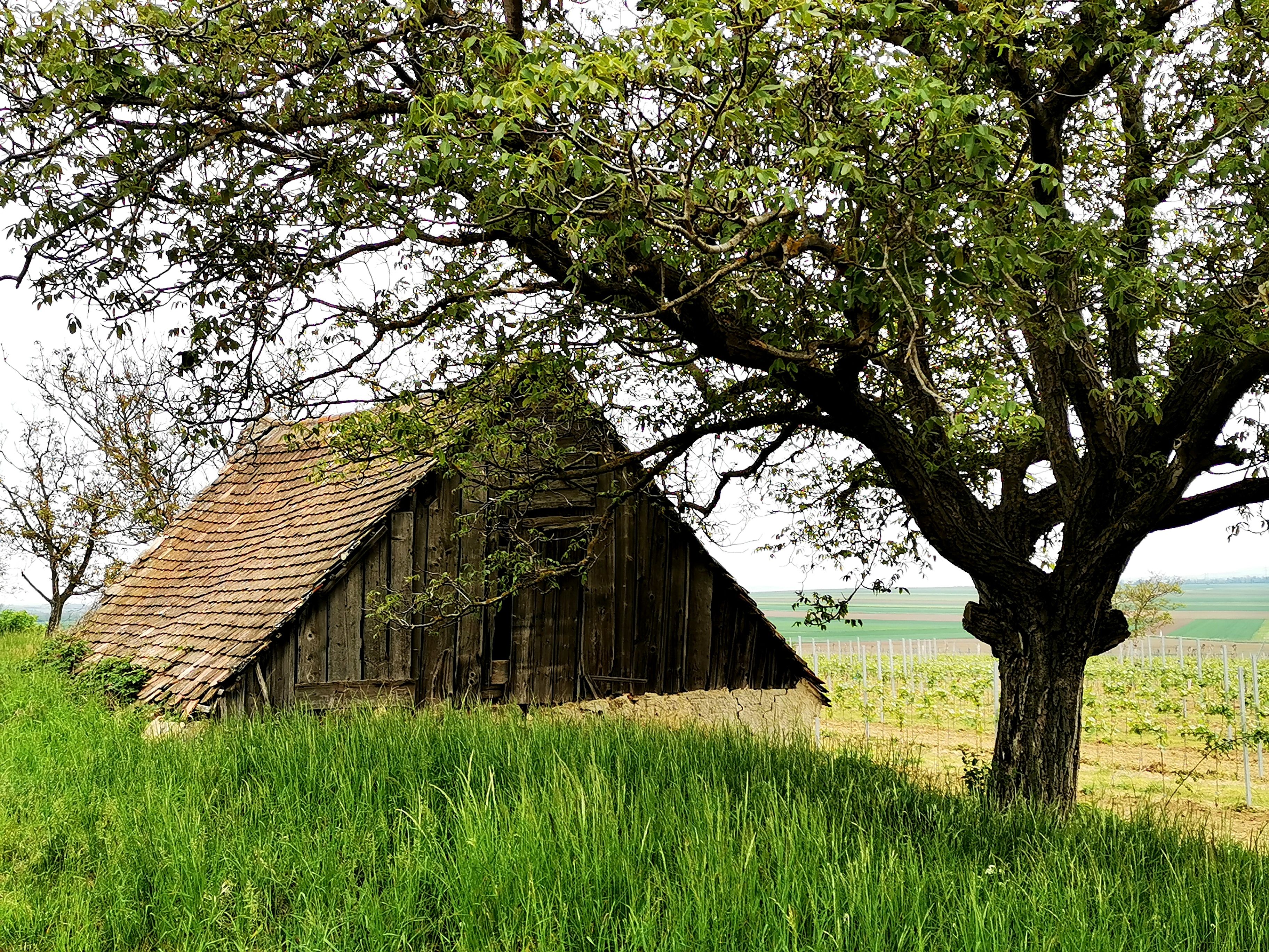 Altes Presshaus mit Ziegeldach und Baum im Vordergrund, umgeben von grüner Landschaft und Weinbergen.