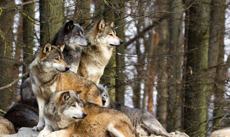 Howl Night, © Wolf Science Center