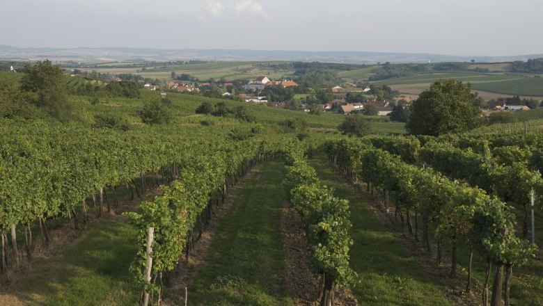 Weinberge in Mailberg mit Blick auf das Dorf und die umliegende Landschaft.