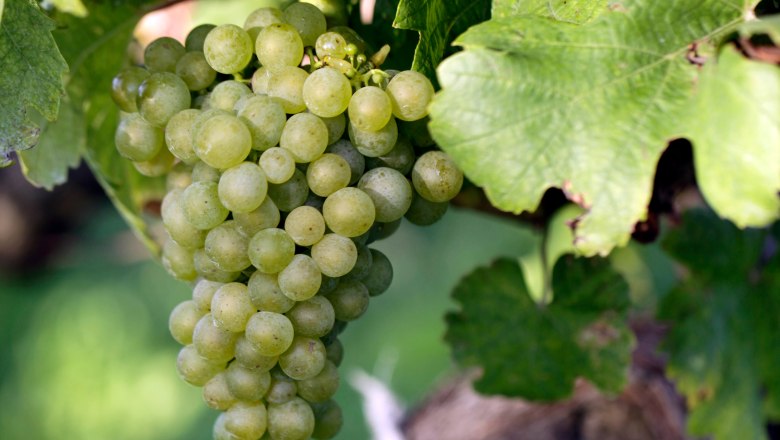 Close-up of a green bunch of grapes on a vine with green leaves.