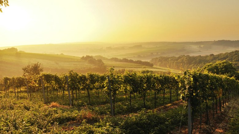 Vineyards in the Weinviertel at sunset.