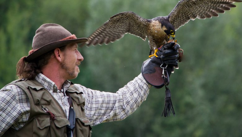 Ein Falkner hält einen Falken auf seiner behandschuhten Hand.