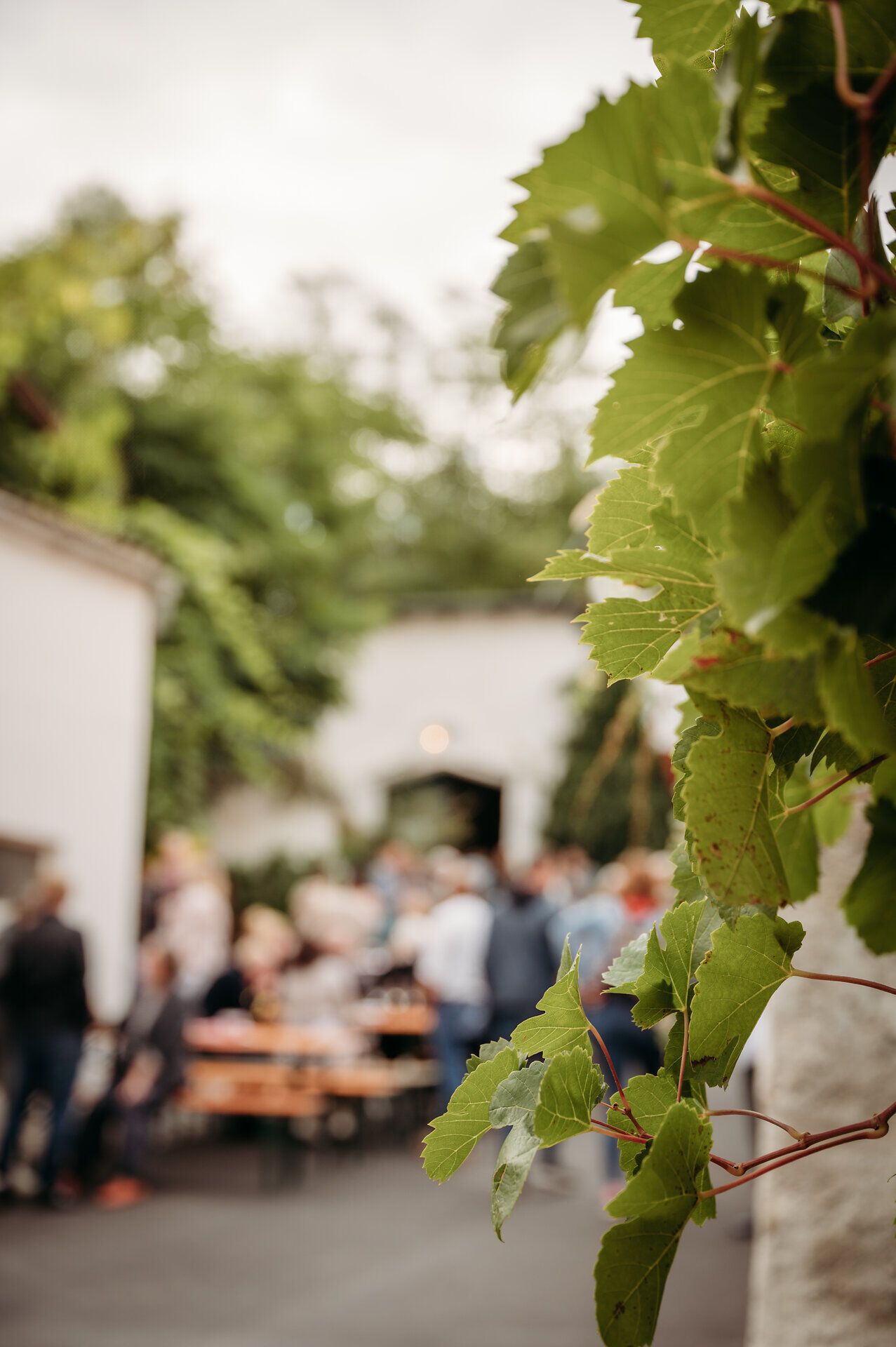 Geselliges Treiben füllt die Weinviertler Kellergassen im Rahmen eines Weinherbstfestes mit Leben.