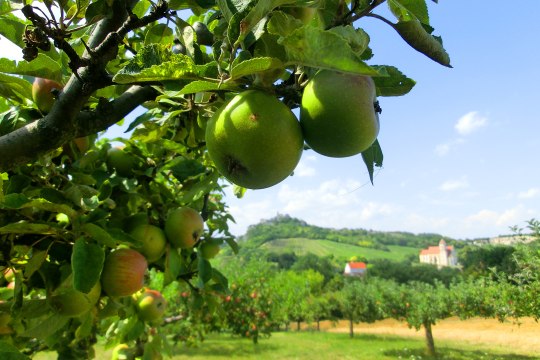 sonnengereifte Äpfel,, © Weinviertel Tourismus