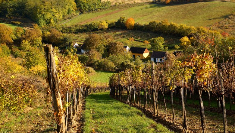 Vineyards in autumn with colorful foliage and small houses in the background.