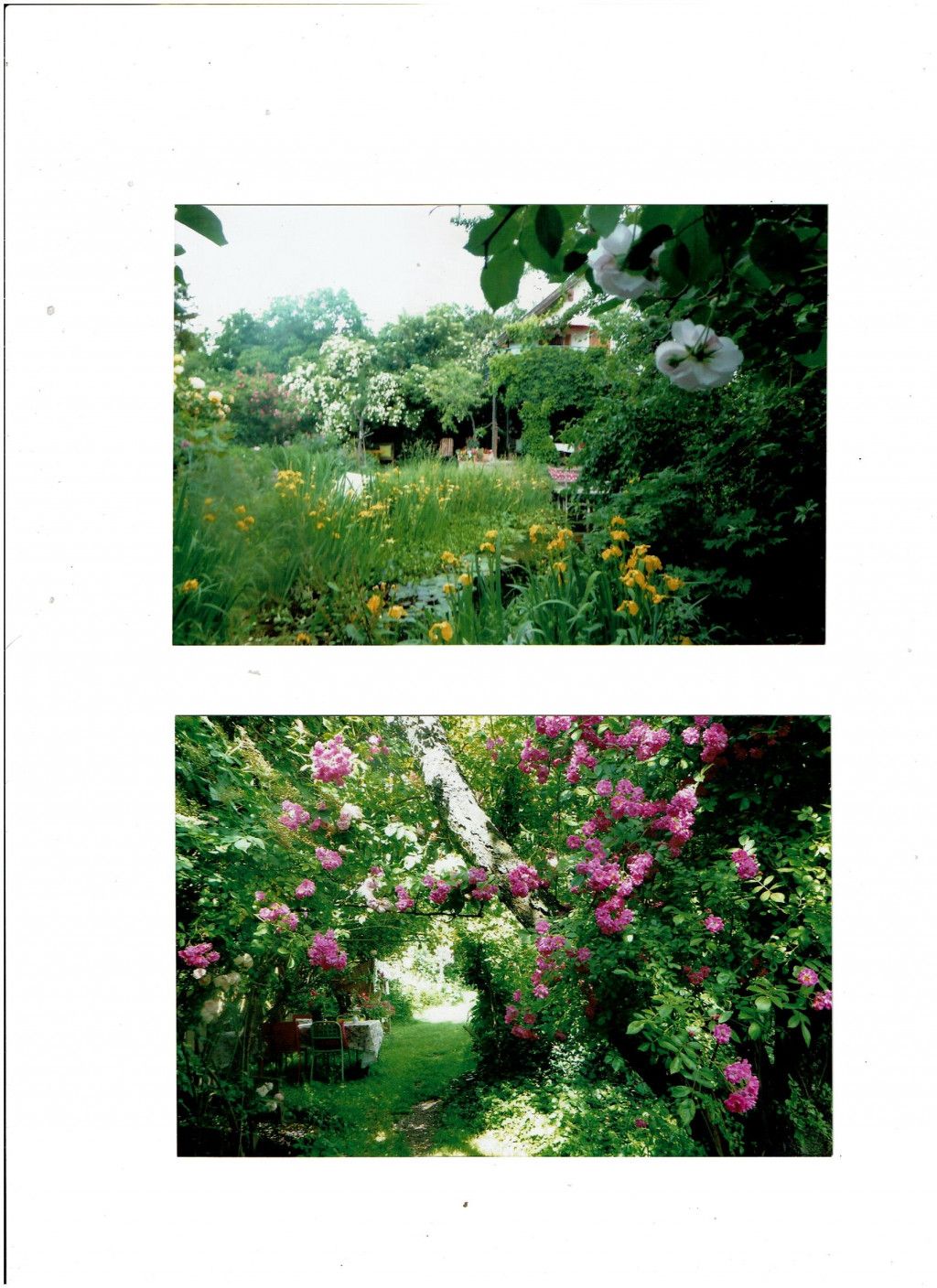Rosenzauber im Dornröschen-Garten