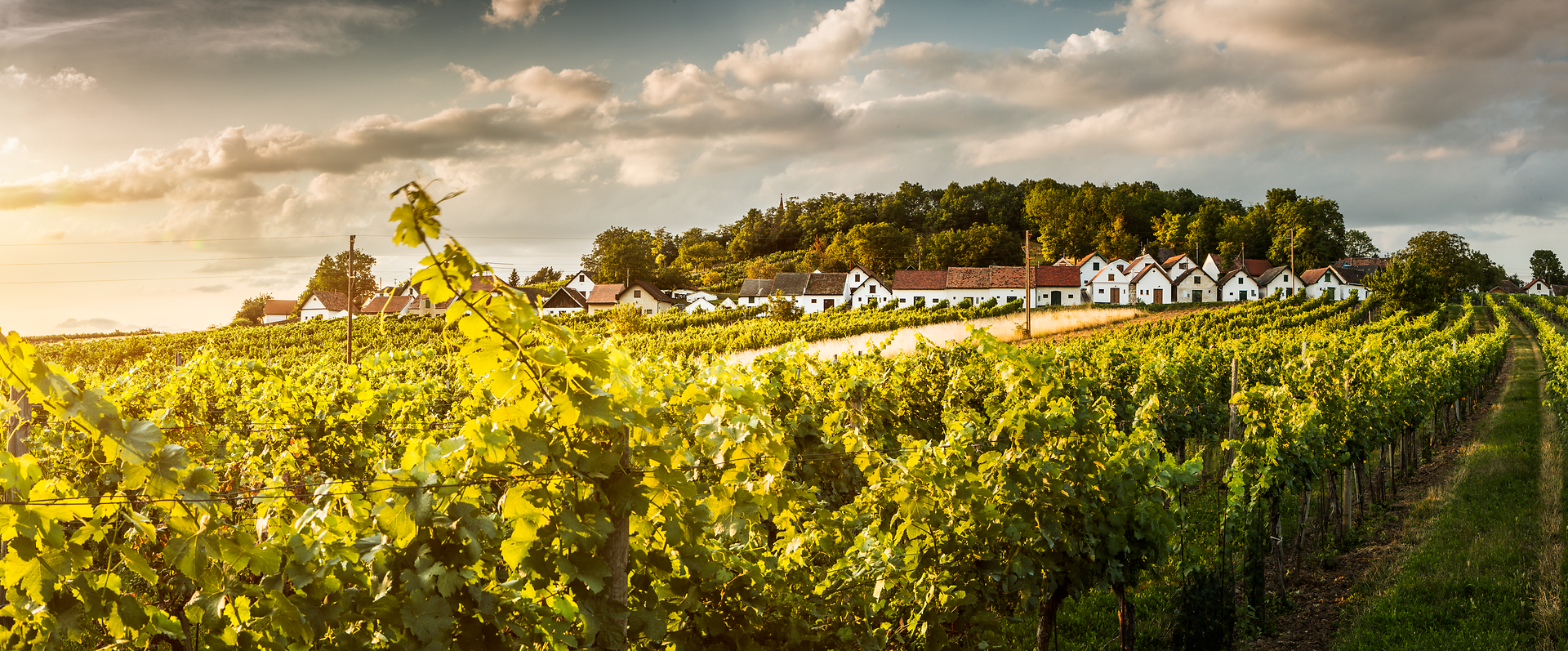 Die sanften Hügel des Weinviertels sind mit üppigen Weinreben bedeckt, die im warmen Licht der Abendsonne leuchten. Ein malerisches Panorama erstreckt sich über die Landschaft, während die charmanten Weinhäuser einladend wirken und zur Entdeckung einladen.