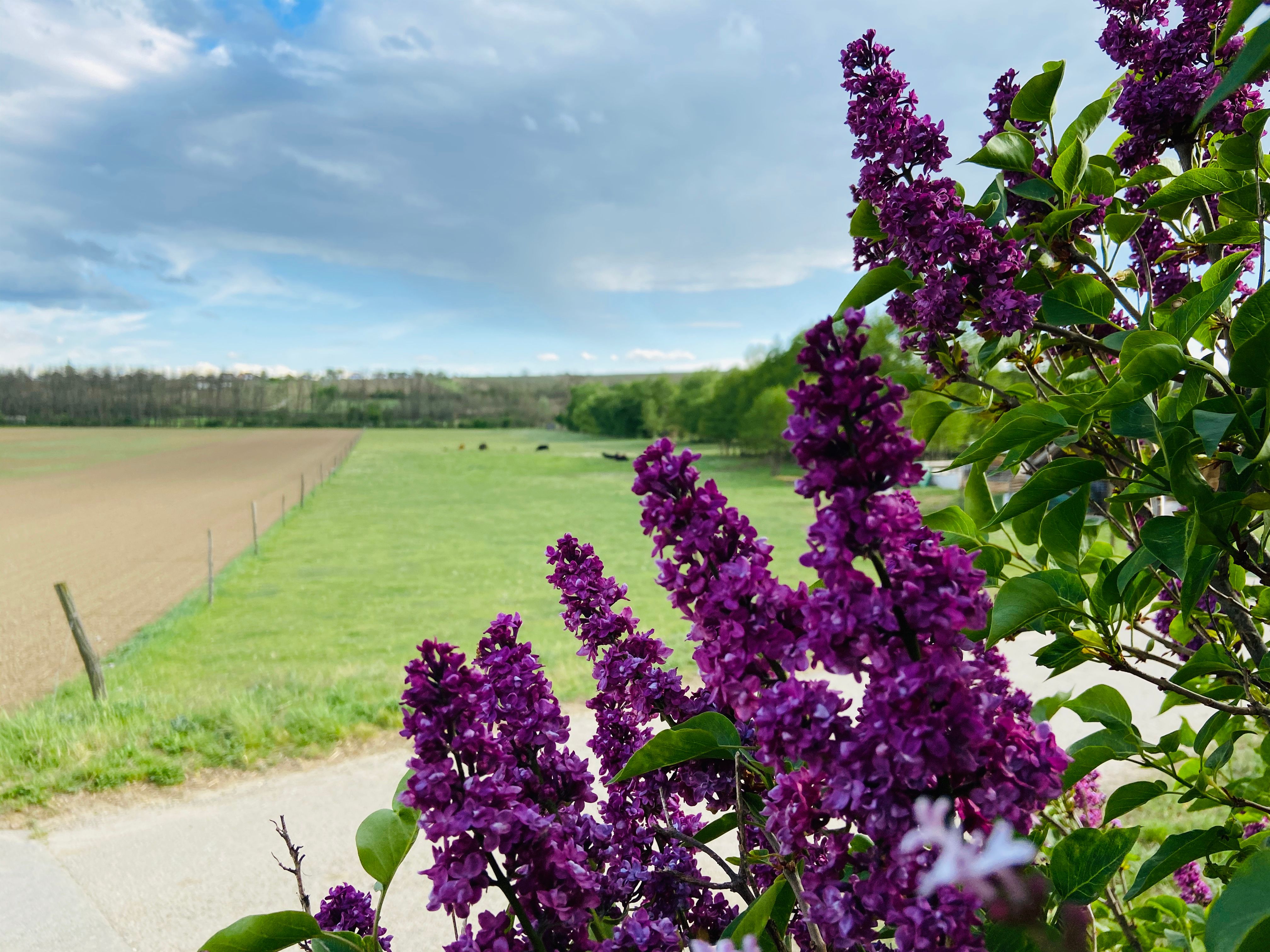 Lila Fliederblüten im Vordergrund, dahinter eine grüne Wiese und ein Feld unter bewölktem Himmel.