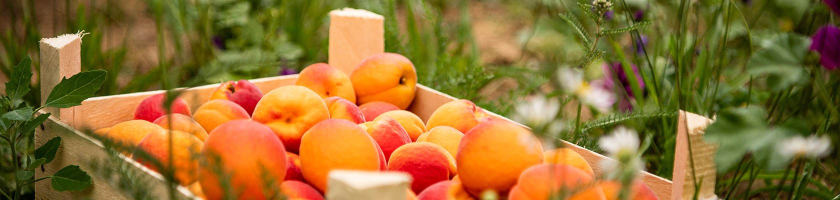 Marillen, © Weinviertel Tourismus / Robert Herbst