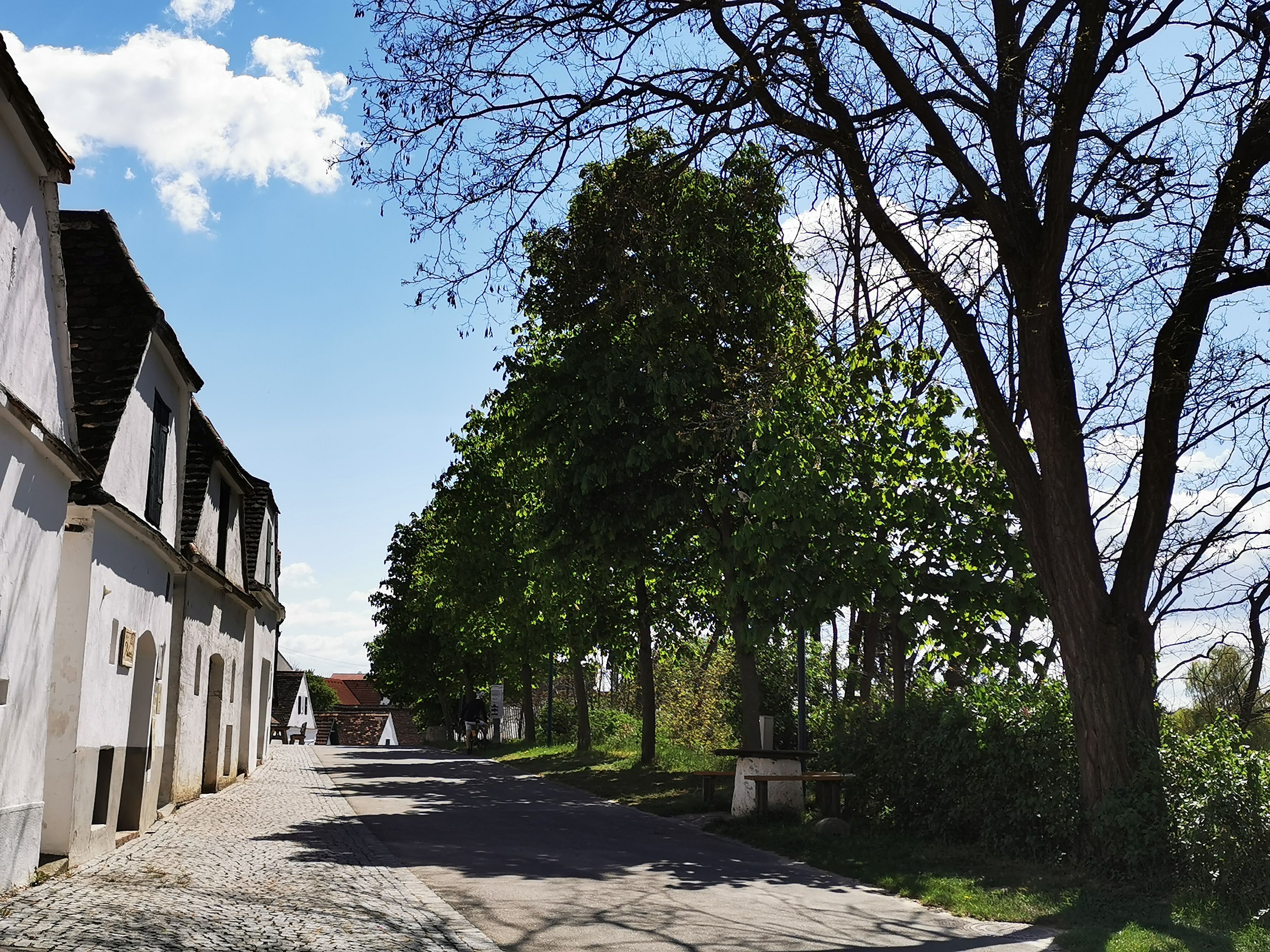Kellergasse in Mailberg mit Bäumen und blauem Himmel.