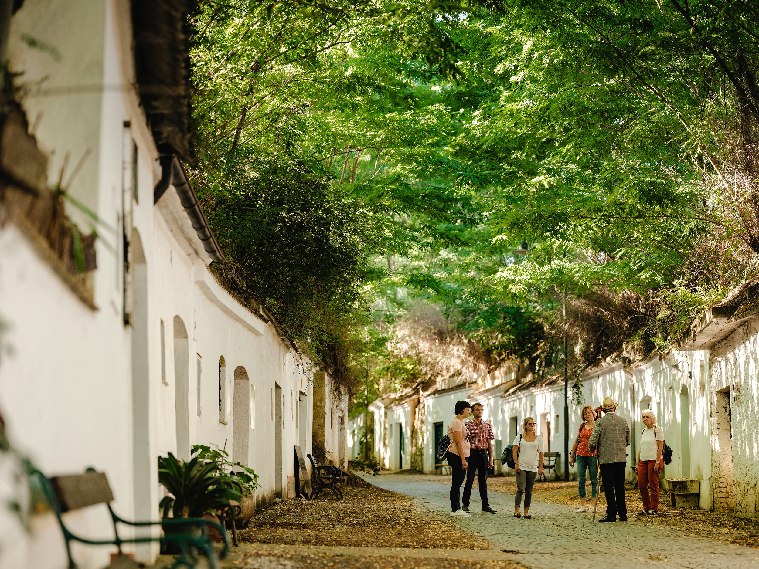 In der Poysdorfer Kellergasse Radyweg findet eine Kellergassenführung statt.