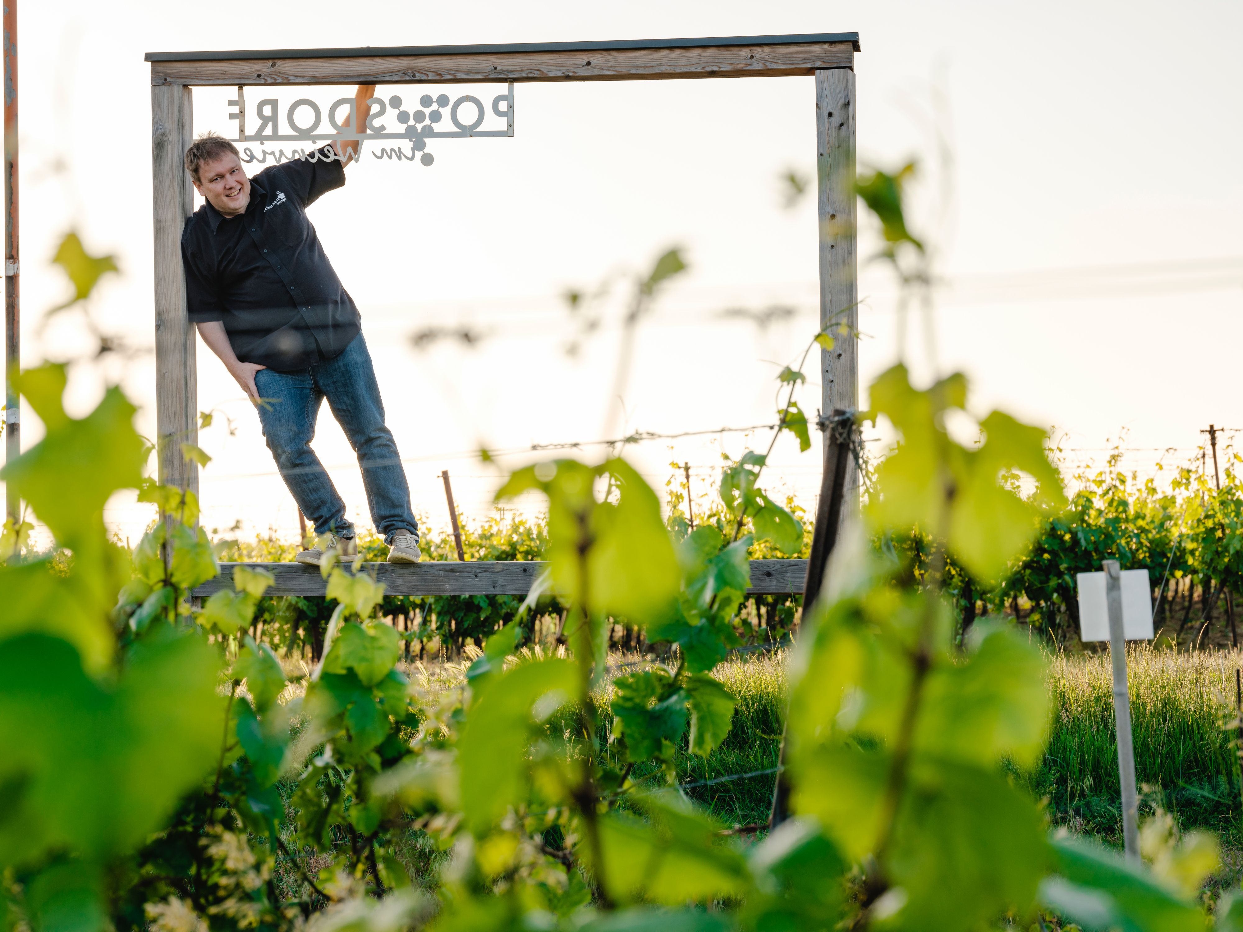 A man stands in a wooden frame in a vineyard, surrounded by green leaves.