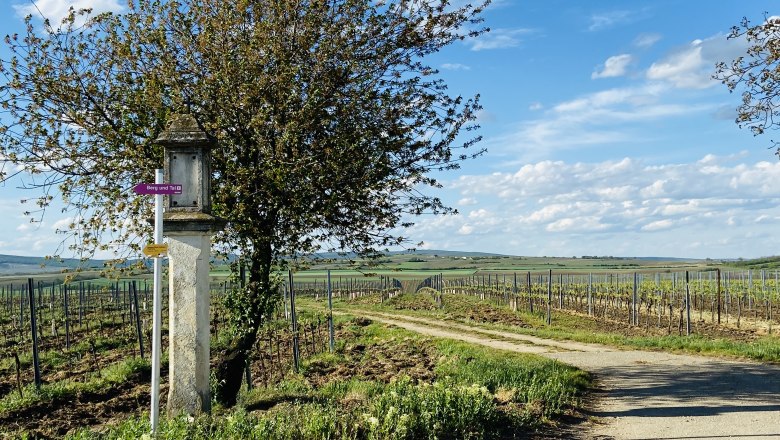 Weinberglandschaft mit Wegweiser und Baum im Weinviertel, Österreich.