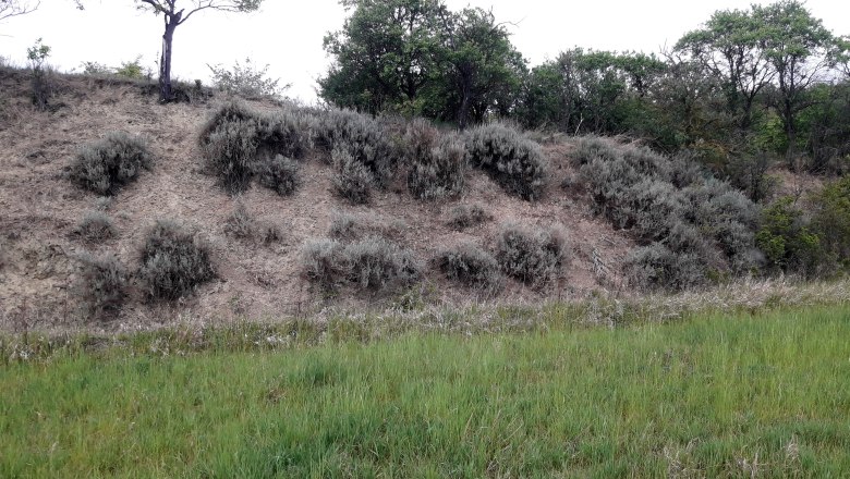 Böschung mit Gras und Büschen in einer natürlichen Landschaft.