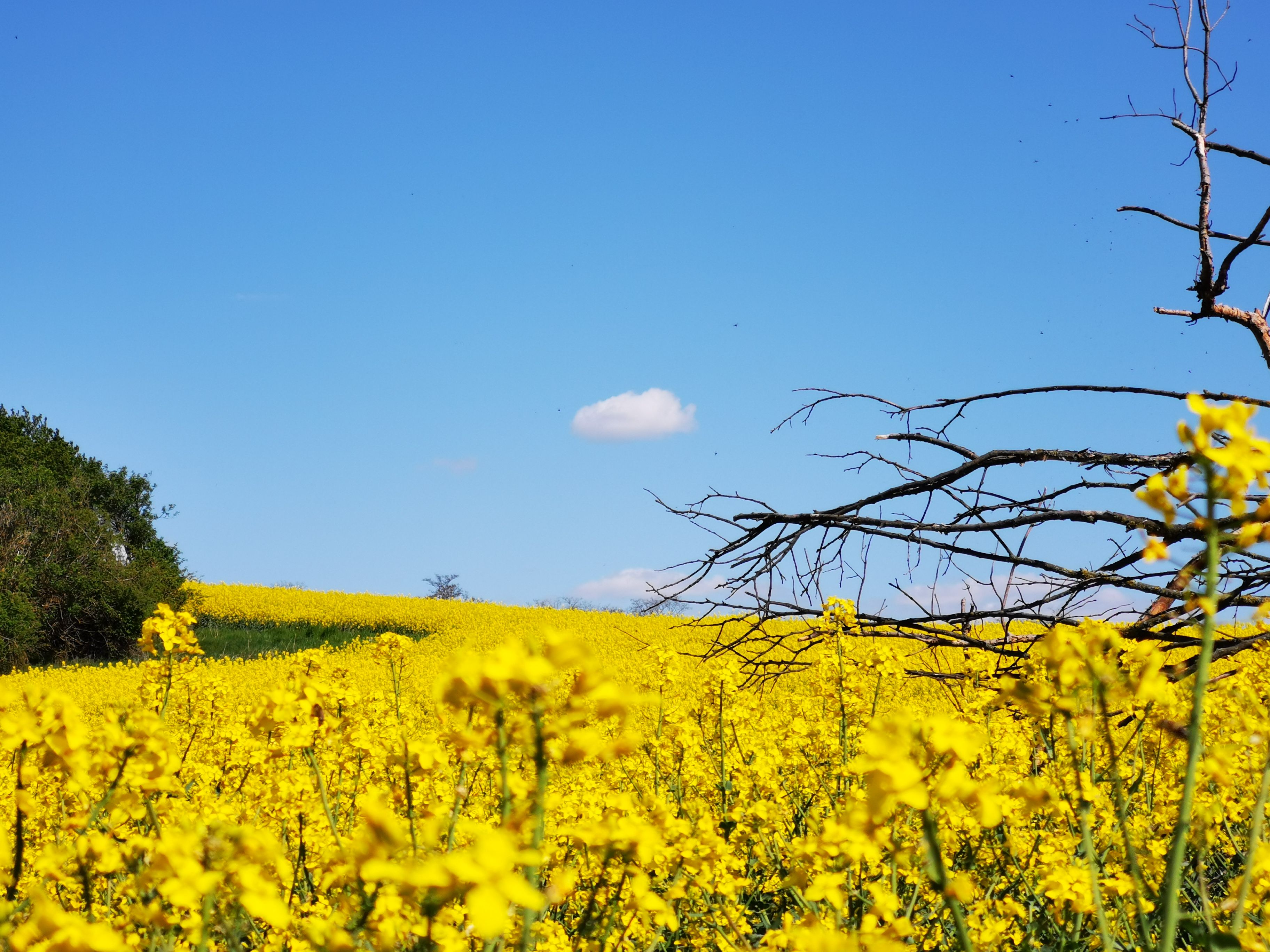 Ein blühendes Rapsfeld unter klarem blauem Himmel mit einem kahlen Baum im Vordergrund.